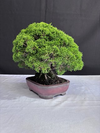 Bonsái Junípero Itoigawa