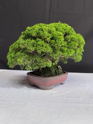 Bonsái Junípero Itoigawa