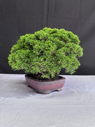 Bonsái Junípero Itoigawa
