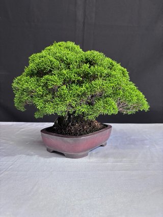 Bonsái Junípero Itoigawa