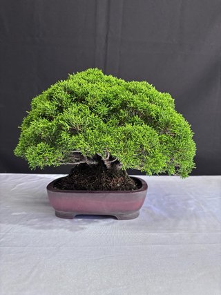 Bonsái Junípero Itoigawa