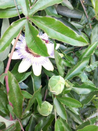 Planta Pasiflora
