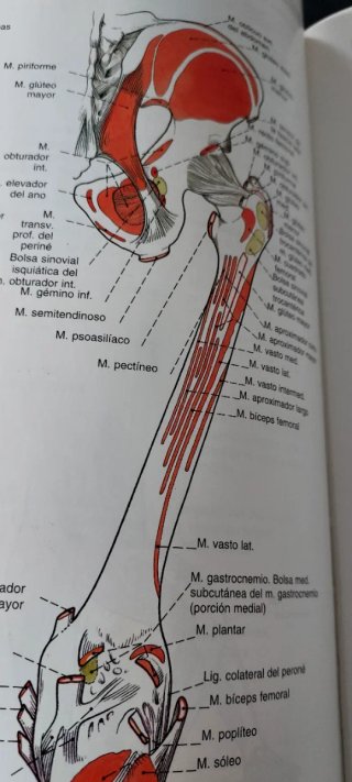 Sobotta Atlas de anatomía humana VOL. 1 Y 2