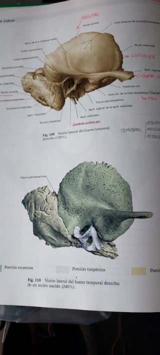 Sobotta Atlas de anatomía humana VOL. 1 Y 2