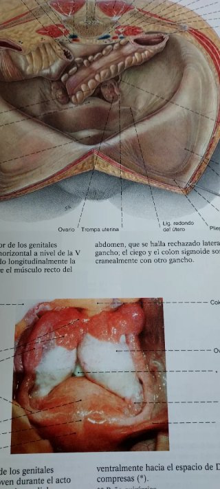 Sobotta Atlas de anatomía humana VOL. 1 Y 2