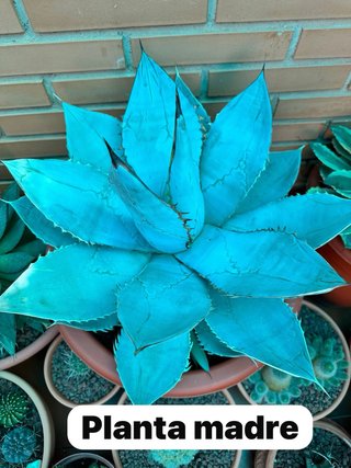 Agave titanota 'Blue Ice'