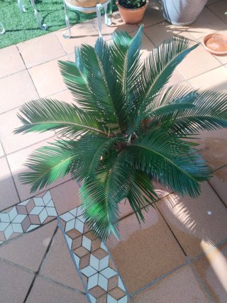 Planta Cica en maceta