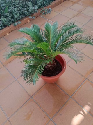 Planta Cica en maceta