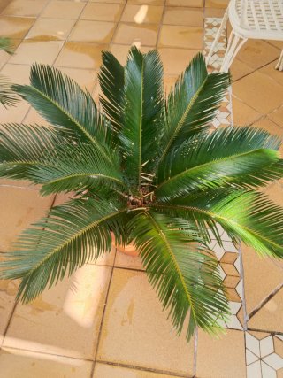Planta Cica en maceta