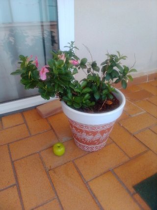 Planta con maceta decorada enredadera.