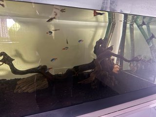 Acuario Peceras de Cristal y Plástico