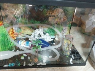 Acuario con accesorios