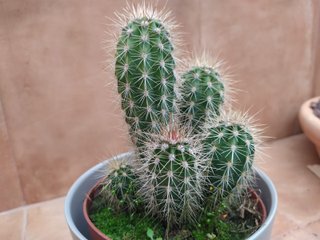 Pachycereus pringlei o CARDÓN GIGANTE