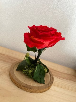 Rosa preservada en cúpula de cristal