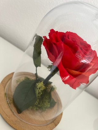 Rosa preservada en cúpula de cristal