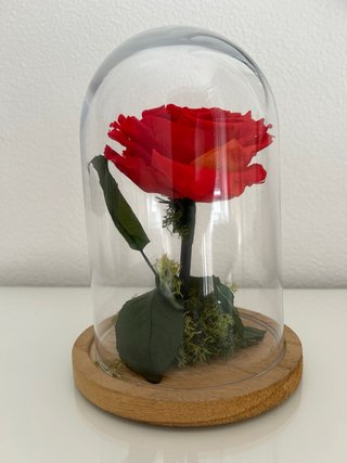 Rosa preservada en cúpula de cristal