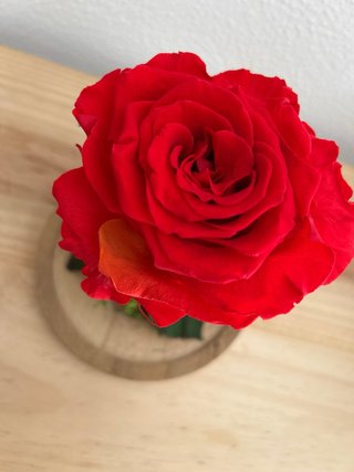 Rosa preservada en cúpula de cristal