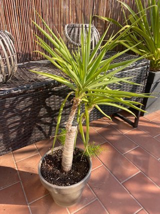 Planta con maceta cerámica