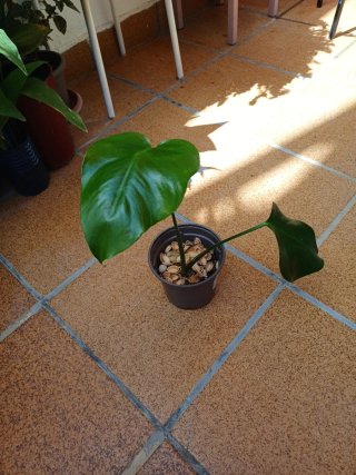 Planta Monstera Deliciosa en maceta