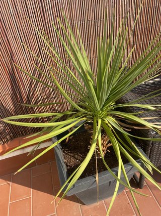 Planta de interior en maceta