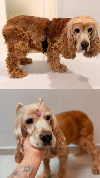 Servicio de Peluqueria Canina y Felina a domicilio