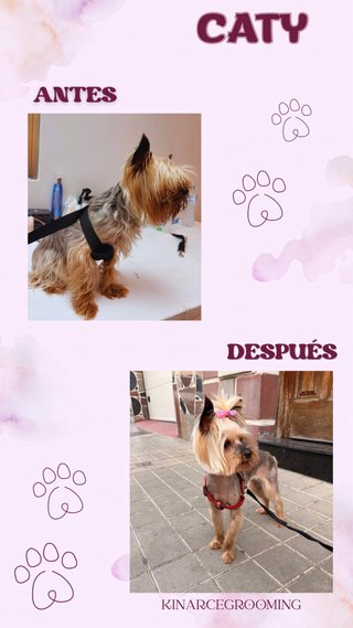 Servicio de Peluqueria Canina y Felina a domicilio
