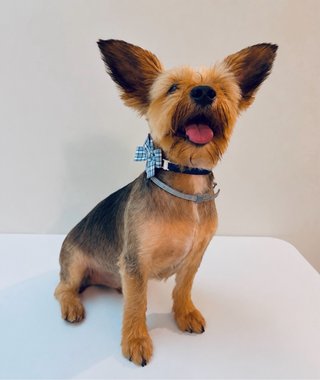 Servicio de Peluqueria Canina y Felina a domicilio