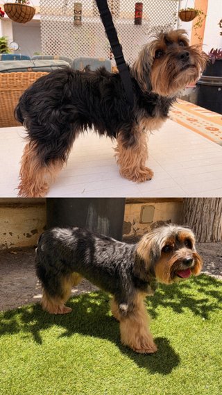 Servicio de Peluqueria Canina y Felina a domicilio