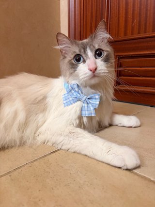 Servicio de Peluqueria Canina y Felina a domicilio