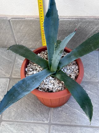 Agave Americana