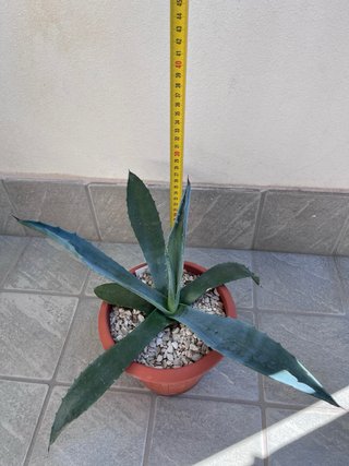 Agave Americana