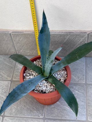 Agave Americana