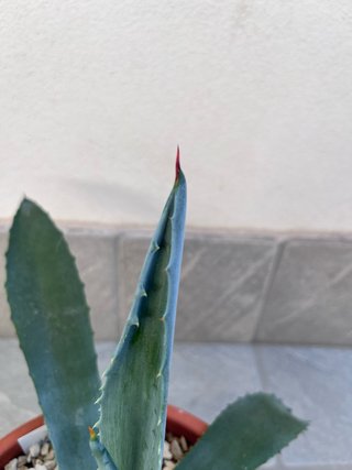 Agave Americana