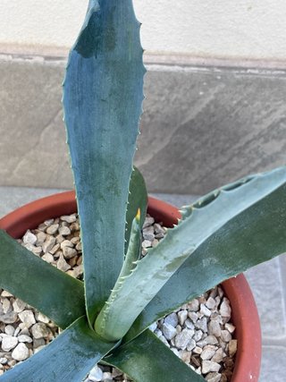 Agave Americana