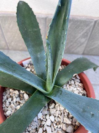 Agave Americana