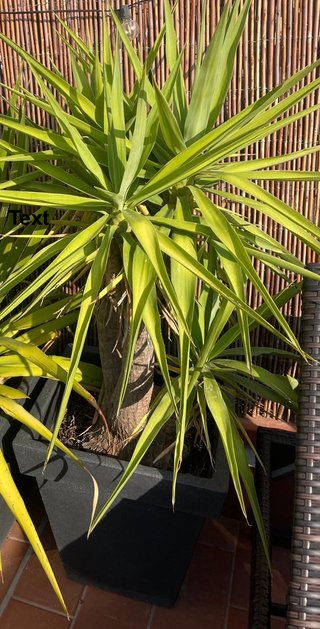 Planta con Maceta