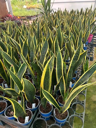 Sansevieria Laurentii Planta