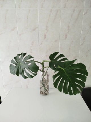 Esqueje Monstera Deliciosa