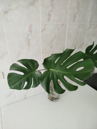 Esqueje Monstera Deliciosa
