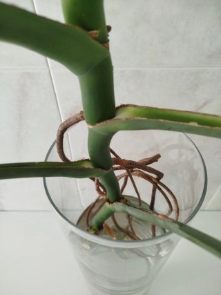 Esqueje Monstera Deliciosa