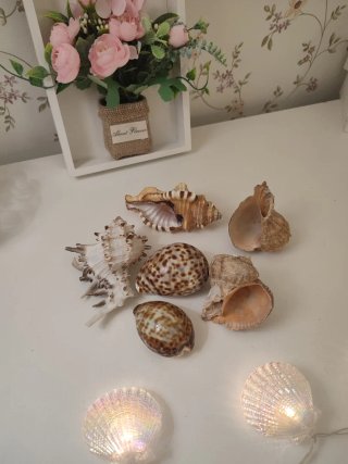 Lote de caracolas marinas