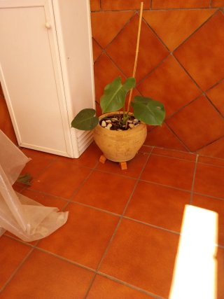 Maceta de  barro con planta