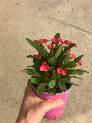 Lote 2 Plantas Corona de Cristo