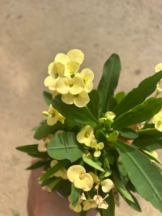 Lote 2 Plantas Corona de Cristo