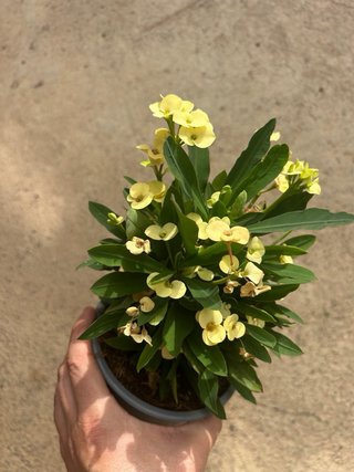 Lote 2 Plantas Corona de Cristo