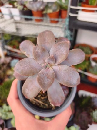 Graptopetalum superbum 10.5cm