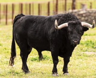 Hierro Toro Valdefresno N°21 G.0.