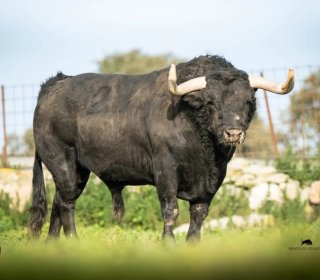 Hierro Toro Valdefresno N°21 G.0.