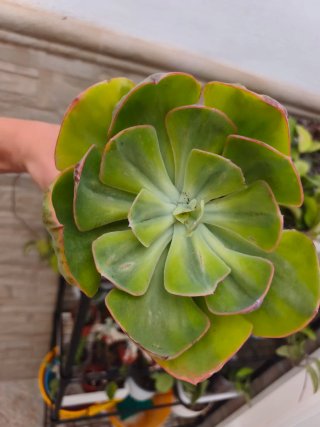 Echeveria enfant 12cm