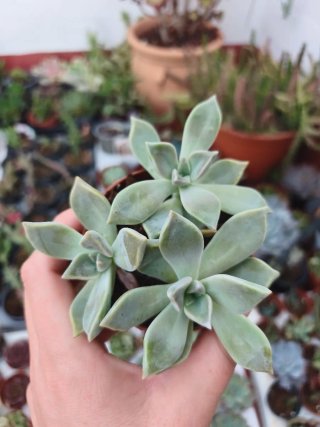 Graptopetalum paraguayense 8.5cm